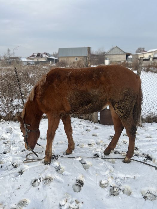 Продам кобылу двухлетку