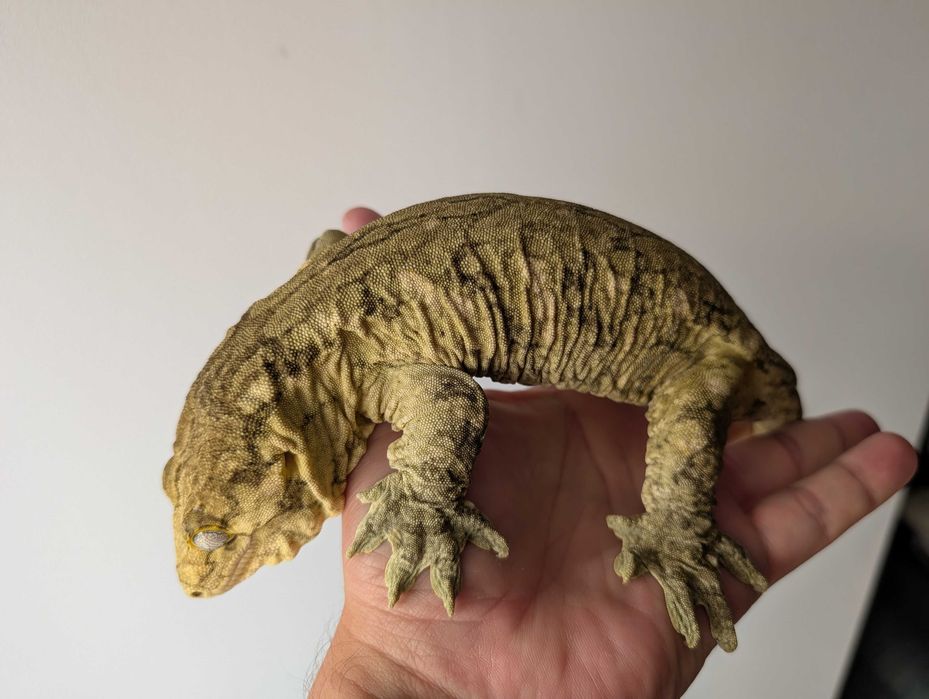 Leachianus gecko (Rhacodactylus leachianus, giant gecko)