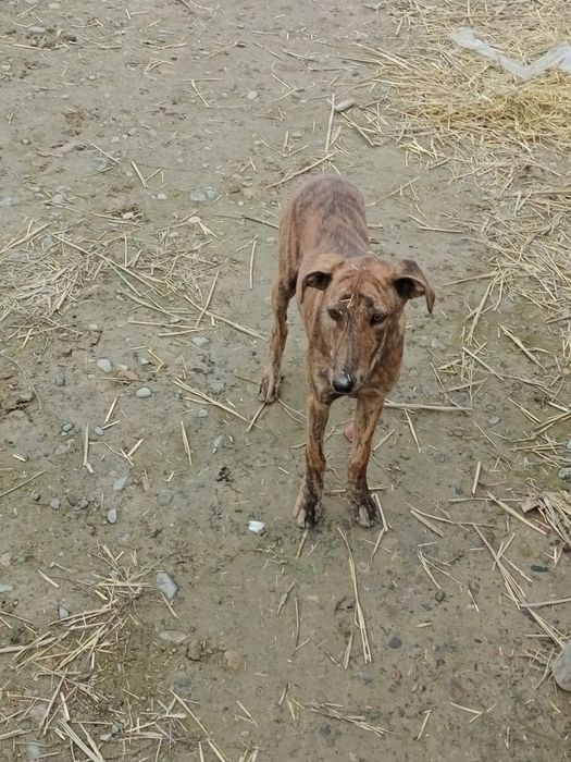 Таза қанды ит охотаға