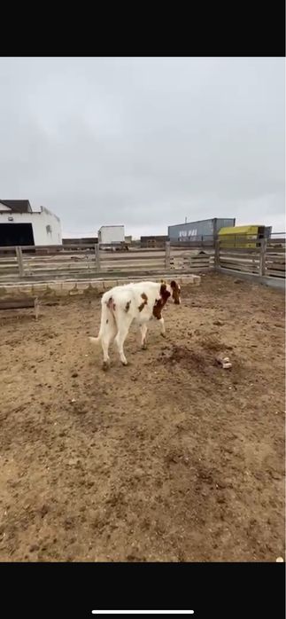 Сиыр қашар баспағымен