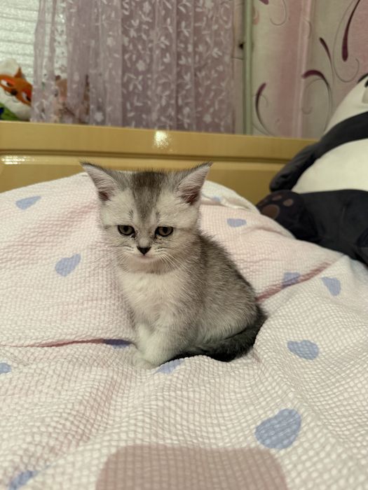 Британская кошечка, 6 месяцев