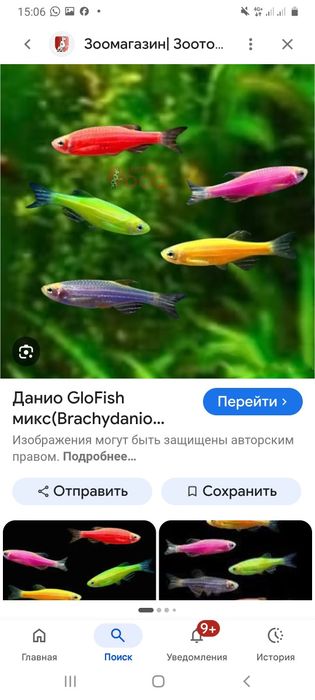 Акварюмные рыбы даниё глофиш