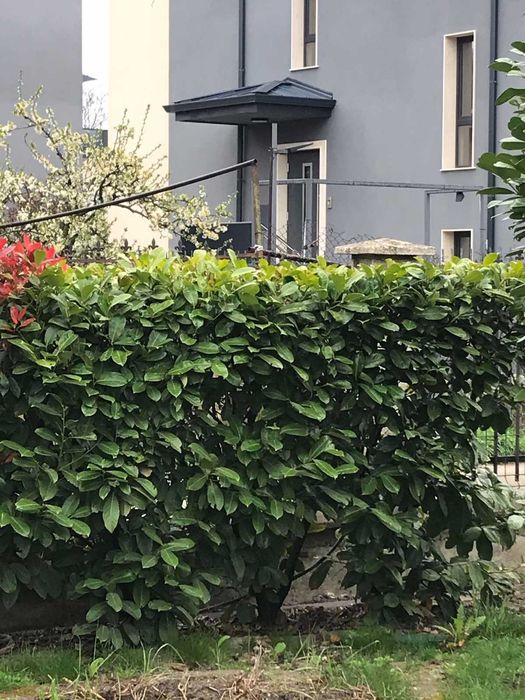 Продавам лавровишна