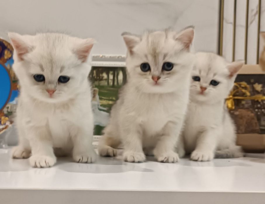 Продаётся серебристая шиншилла Скотиш страйт.