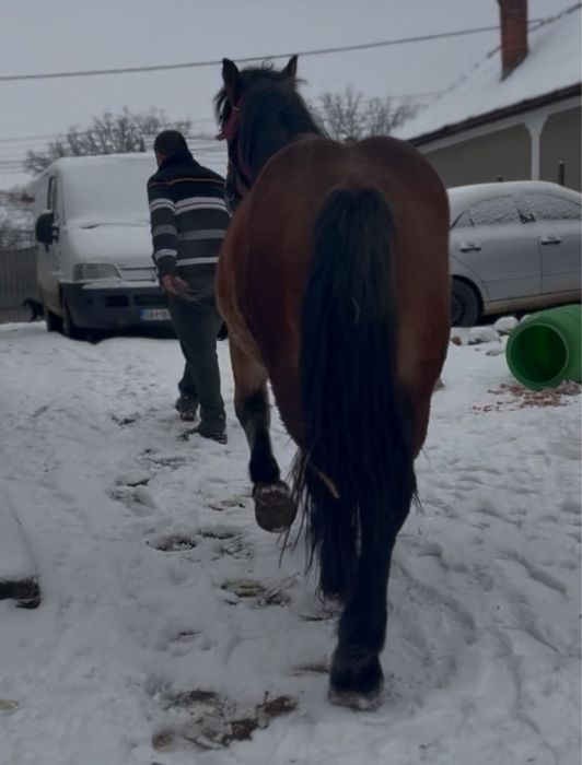 Vand sau schimb manz