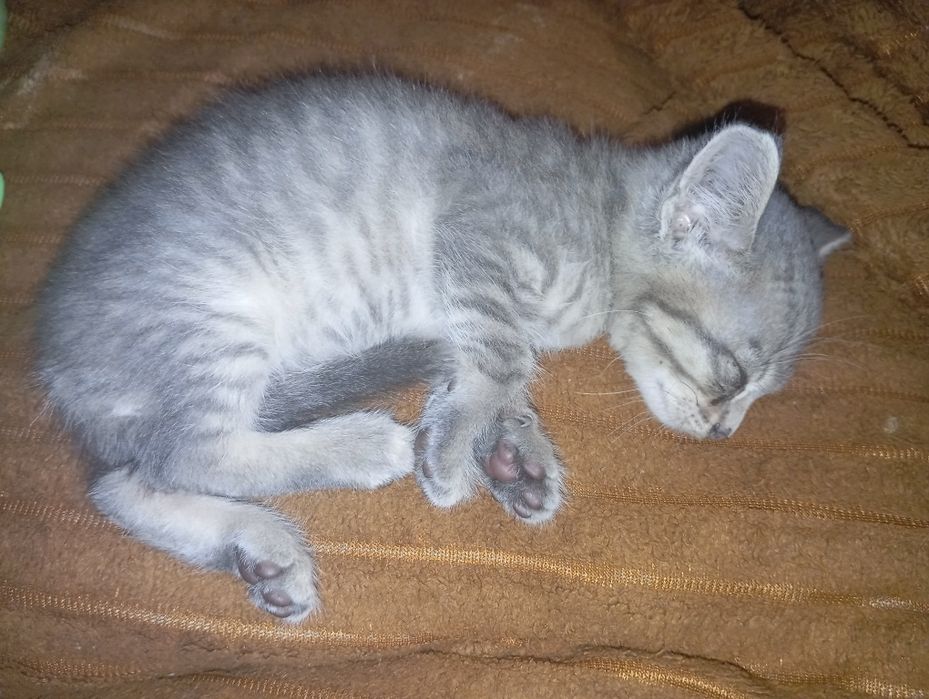 Отдам мальчика котенка