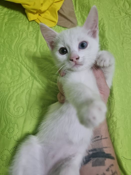 Отдам красивейших котят