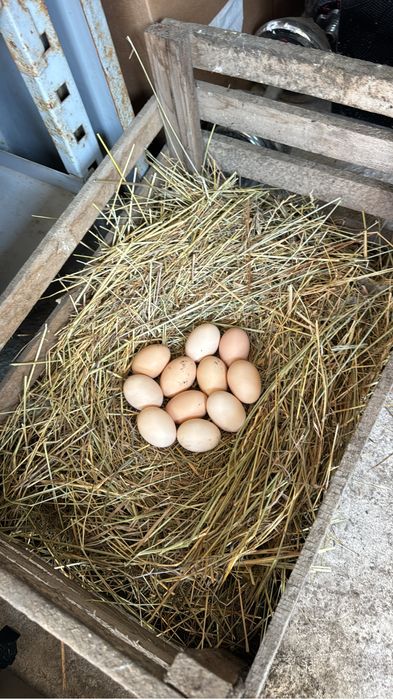 Продам квочку браму