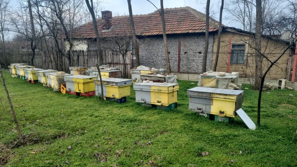 Stup albine  de vanzare