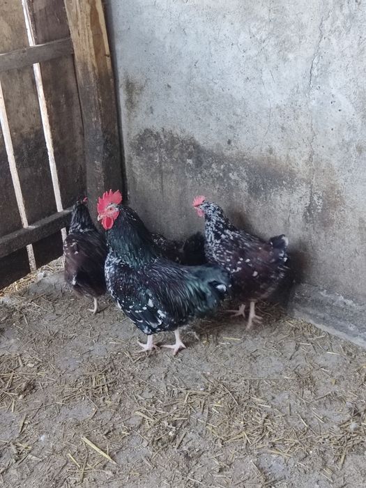 Ouă pt incubat - wyandotte, sussex porțelan, brahma, la bresse