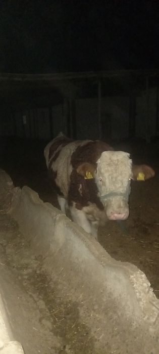 сигрлар.сотилади