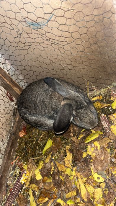 vand iepuroaice  diferite rase