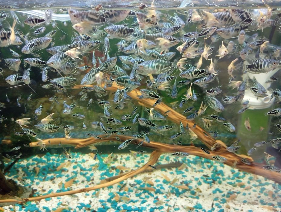 Продам аквариумных рыбок