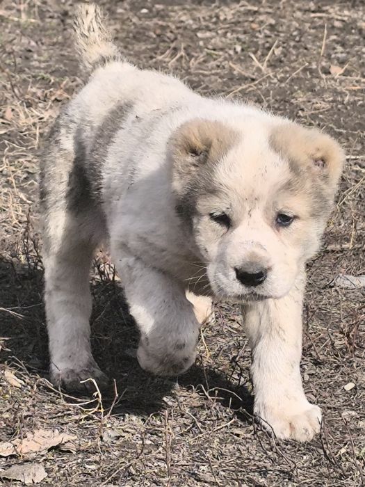 Продам Сао щенки