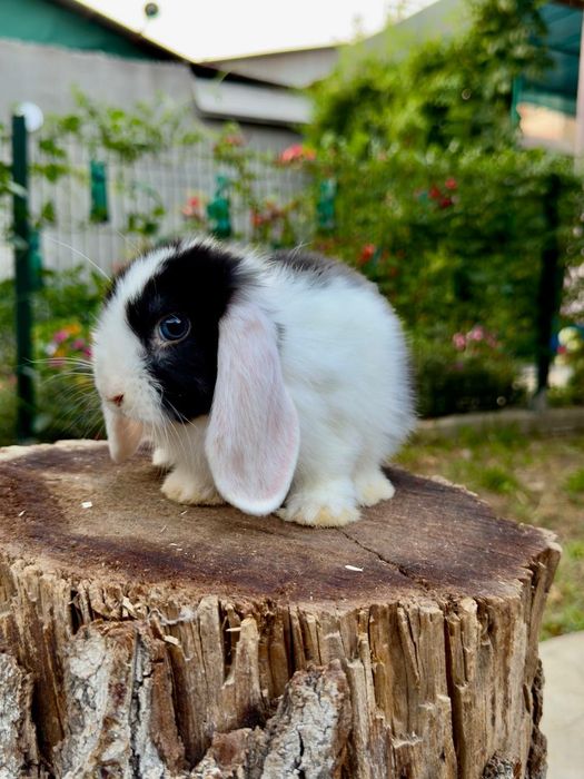 Quyon Кролик Декоративные Кролики карлик баран