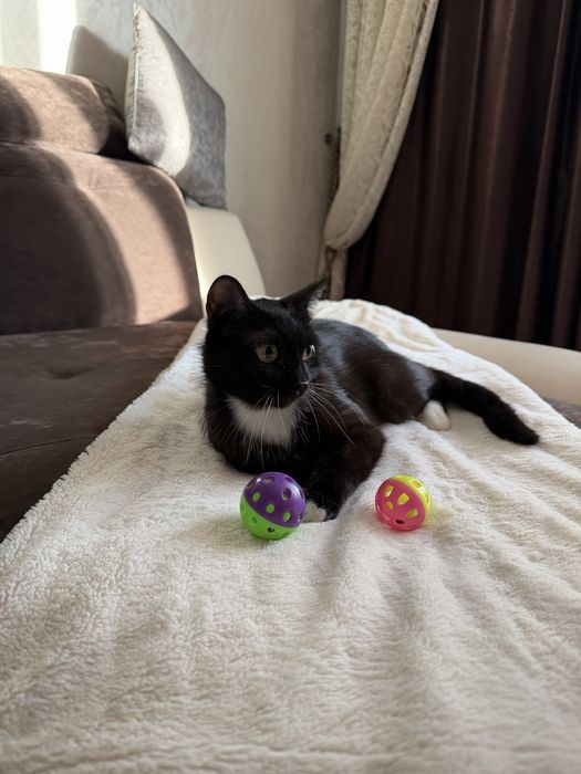 Дарю кошечку.