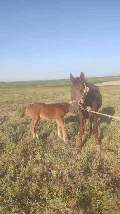 Ona bola biya sotiladi