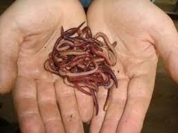 Черви! Черви! Круглосуточно