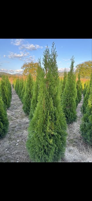 Tuia Smaragd 1,5 m - 2,5 m