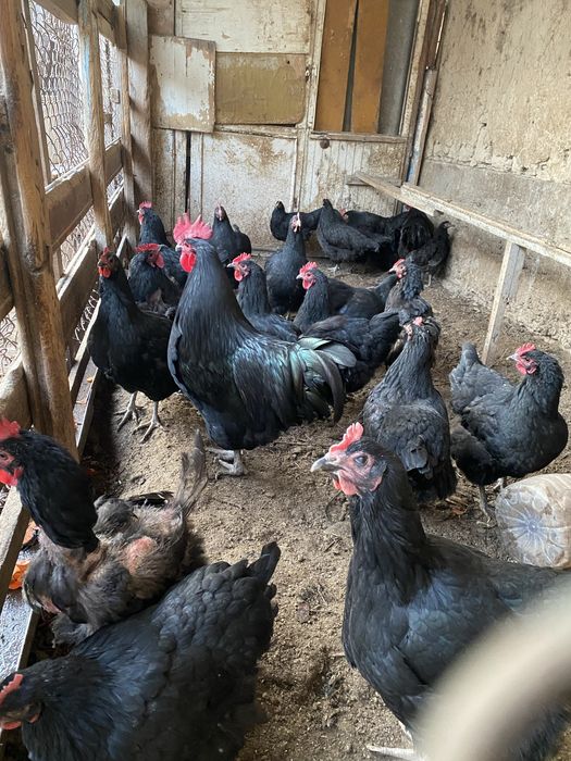 Xo’roz lar Sotiladi  300 000