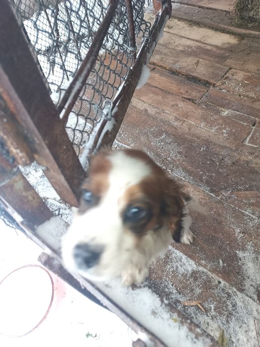 Спаниель күшік сатылады