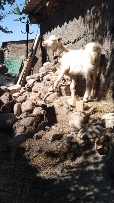 Ешкі 2 лақпен