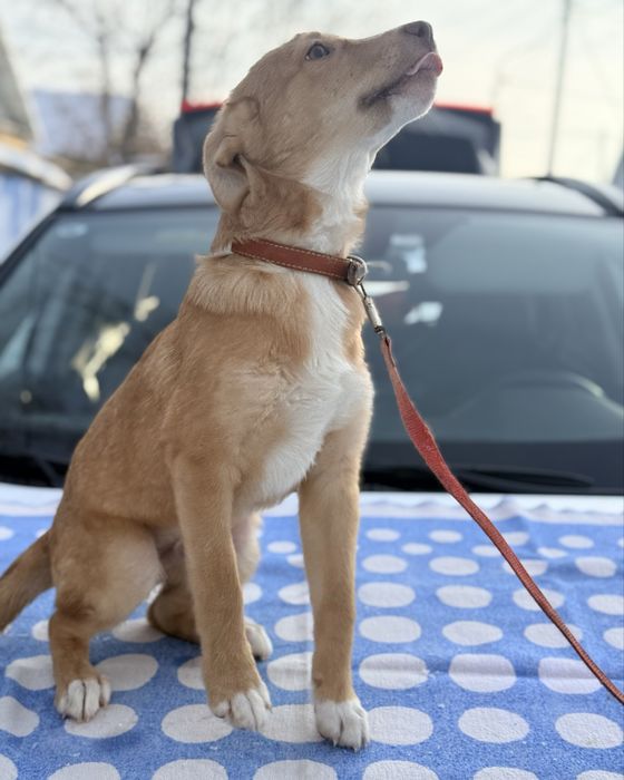 Отдам  щенков в добрые руки