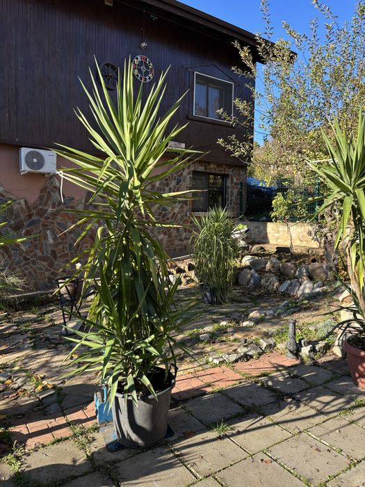 Продажба на Палми! Цена по договаряне!