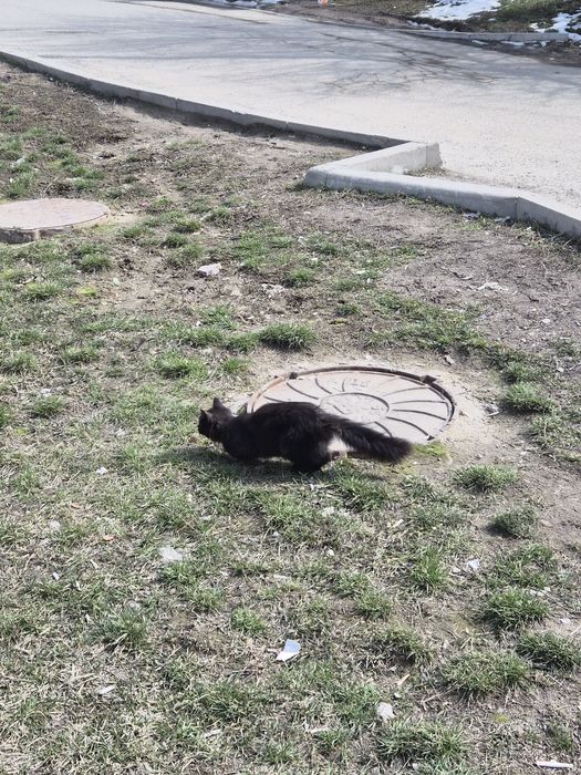 Котёнок котята чёрный