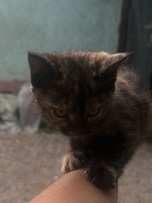 Отдам котят в хорошие руки
