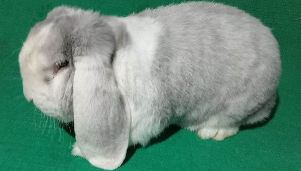 Fransuz baran sotiladi 650000