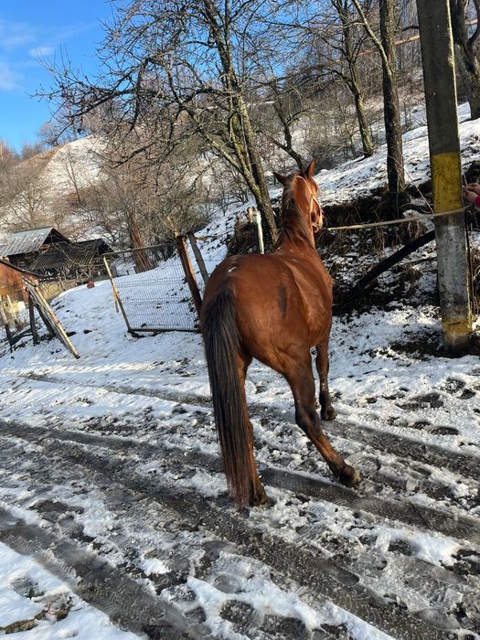 Cal de vânzare comuna pucheni,  65 de milioane