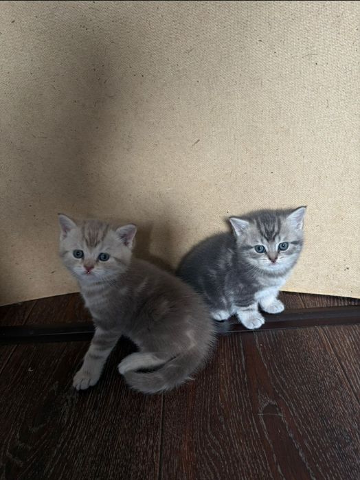 Продается котенок девочка шотландка.