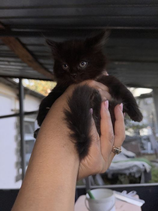 Отдаю котенка в добрые руки