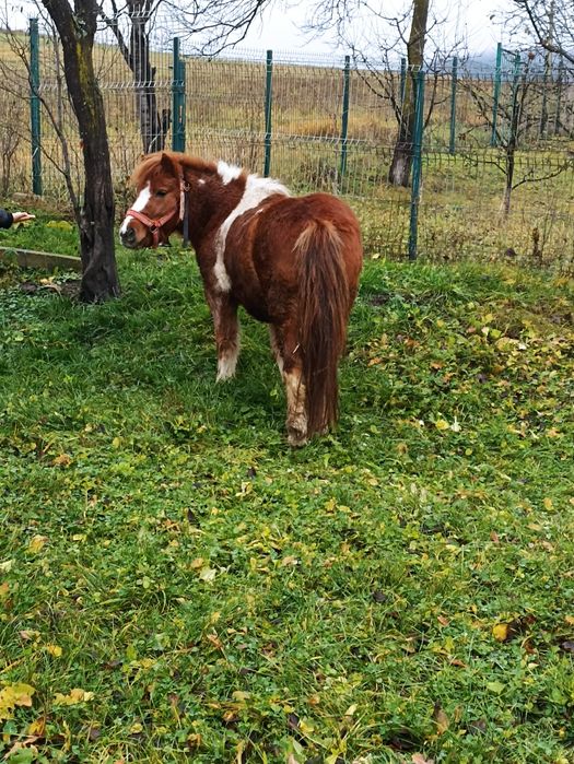 Vând ponei de 5 ani