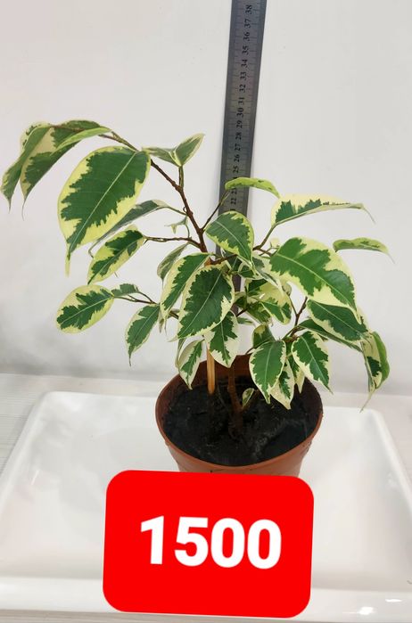 Продам фикус 1500 тенге