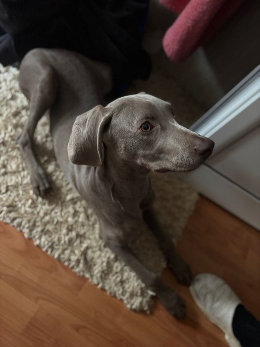 куче- ваймаранер