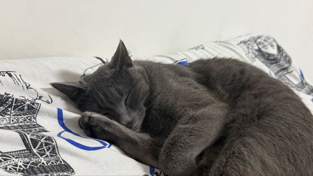 Отдам кота бесплатно
