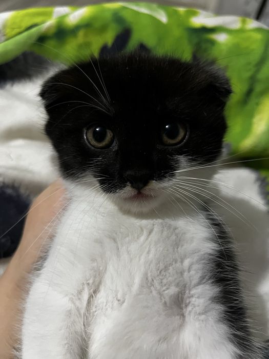 продам шотладнского котенка