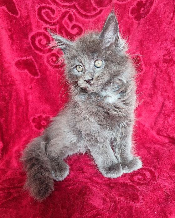 Продаются Котята породы меин Кун