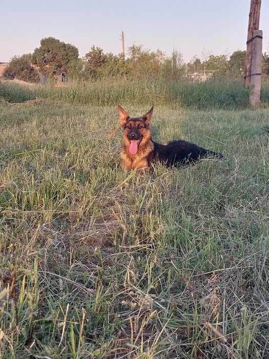 Прадаю собаку в надёжные руки