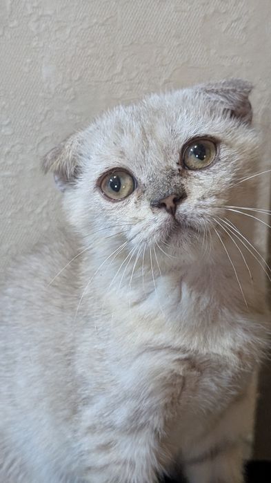Отдам в добрые руки котят