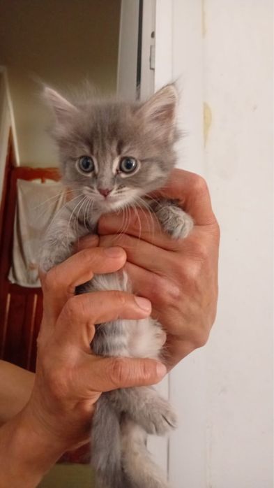 Отдам котенка в добрые руки