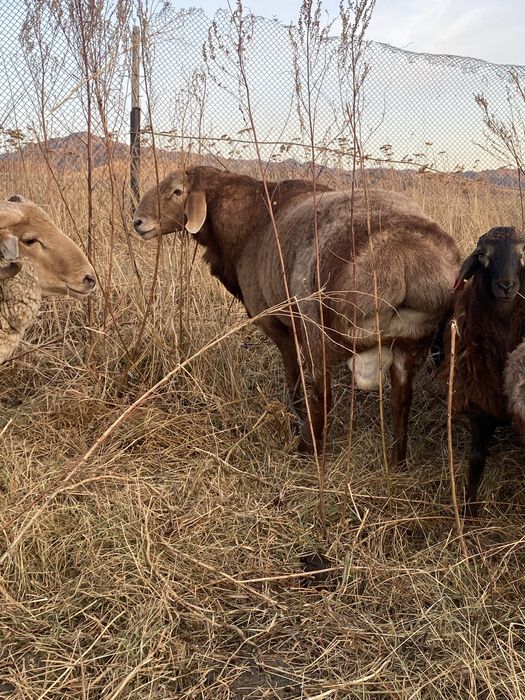 Продам Қошқаров порода Гисар.