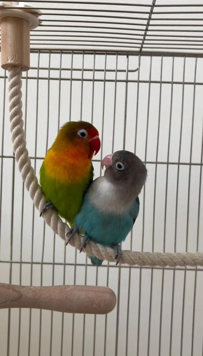 Попугай неразлучники