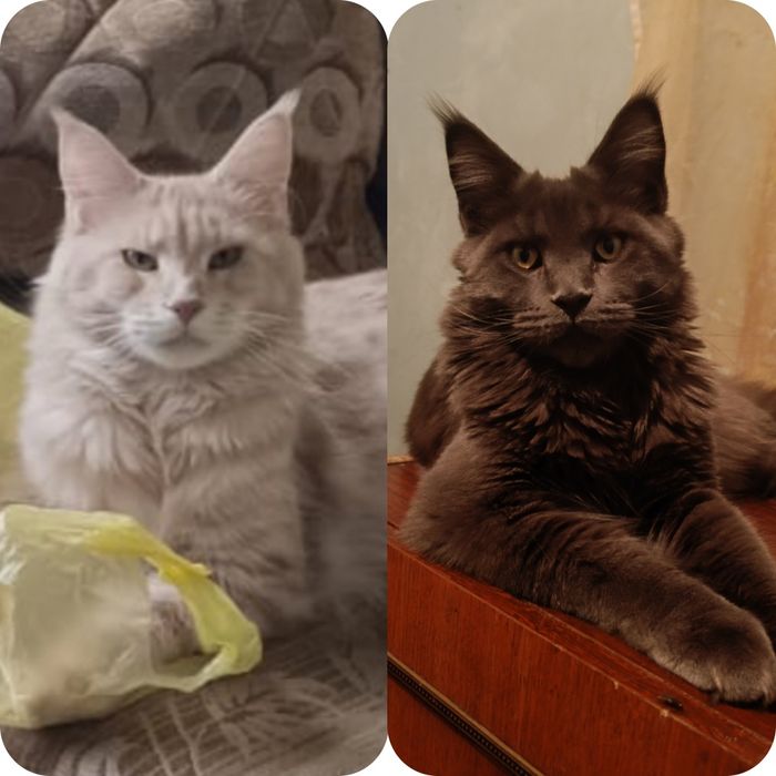 Котята породы Мейн-кун