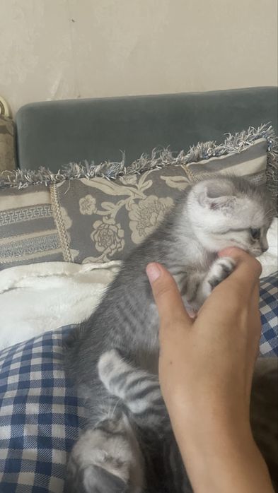 Шотландский вислаухи 2айлык