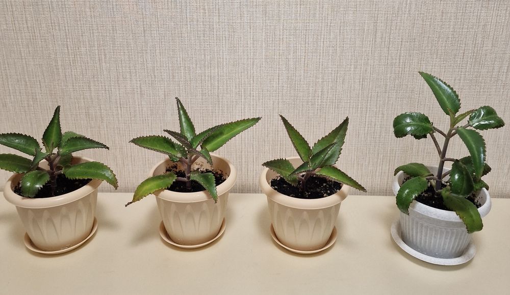 Каланхоэ лечебное