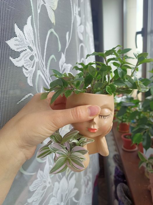 Продам домашние растения