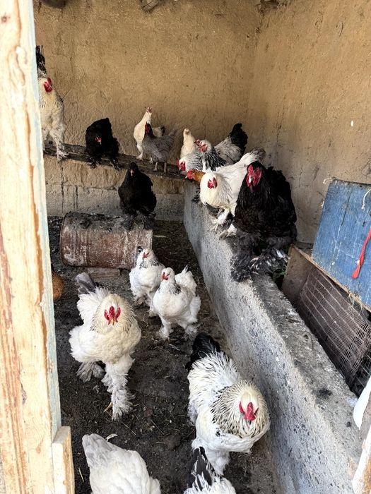 Брамо Товук ва Хорозлар Тоза парода